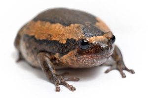 Chubby Frog For Sale
