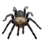 Cobalt Blue Tarantula For Sale - Image 5