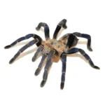 Cobalt Blue Tarantula For Sale - Image 4