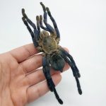 Cobalt Blue Tarantula For Sale - Image 3