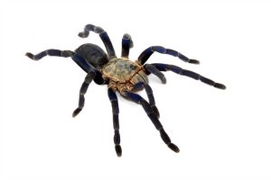 Cobalt Blue Tarantula For Sale - Image 2
