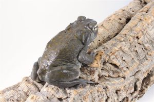 Colorado River Toad For Sale