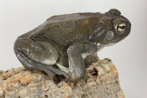 Colorado River Toad - Image 3