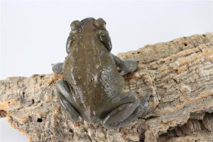 Colorado River Toad For Sale