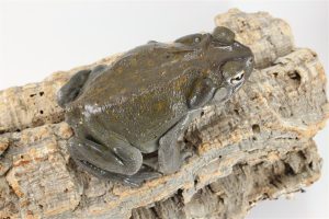 Colorado River Toad - Image 2