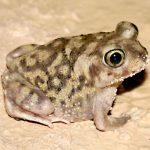 Couch's Spadefoot Toad For Sale