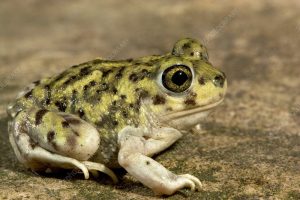 Couch's Spadefoot Toad For Sale