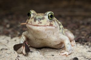 Couch's Spadefoot Toad For Sale