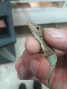 Crested Anole For Sale