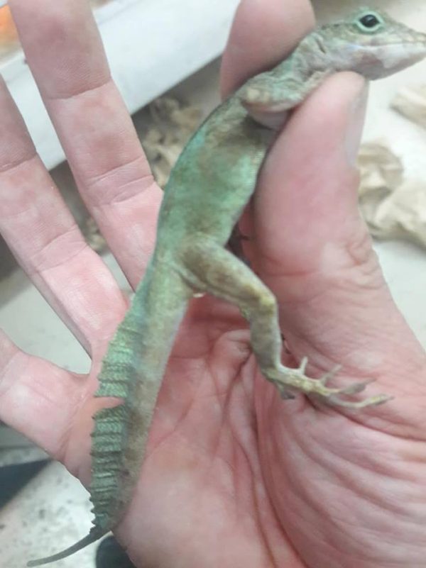 Crested Anole For Sale