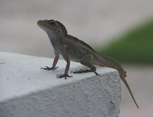 Crested Anole For Sale