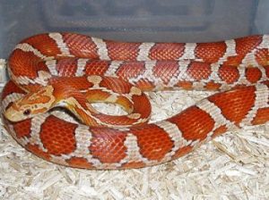 Crimson Corn Snake For Sale