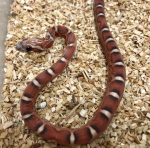 Crimson Corn Snake For Sale