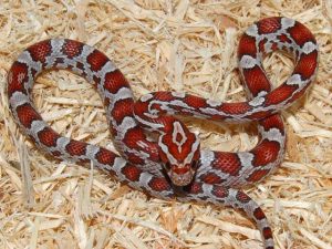 Crimson Corn Snake For Sale