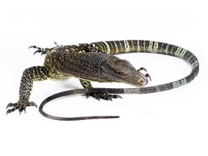 Crocodile Monitor For Sale