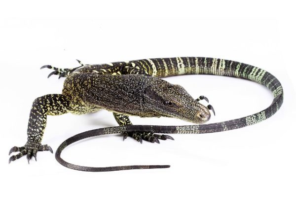 Crocodile Monitor For Sale