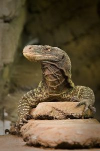 Crocodile Monitor For Sale