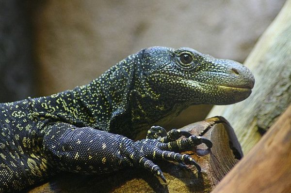 Crocodile Monitor For Sale