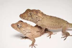 Cuban False Chameleon For Sale