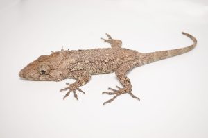 Cuban False Chameleon For Sale