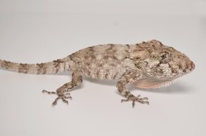 Cuban False Chameleon For Sale
