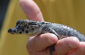 Cuviers Dwarf Caiman For Sale