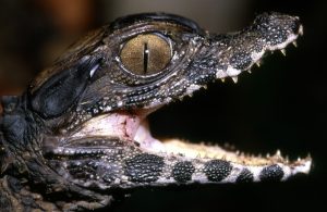 Cuviers Dwarf Caiman For Sale