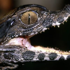 Cuviers Dwarf Caiman For Sale