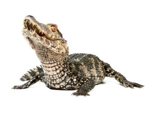 Cuviers Dwarf Caiman For Sale