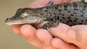 Cuviers Dwarf Caiman For Sale