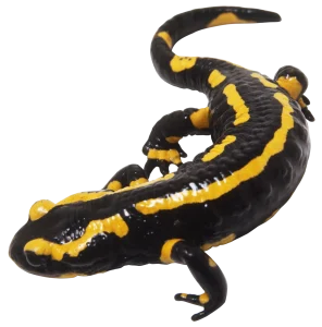 fire salamander for sale