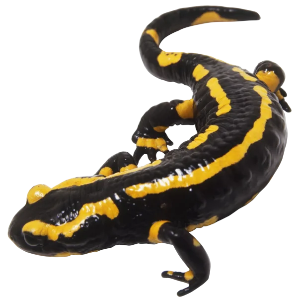 fire salamander for sale
