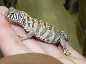 Ornate Box Turtle For Sale | In Stock Now - Exotic Pet Reptiles For Sale