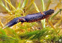 Danube Crested Newt For Sale