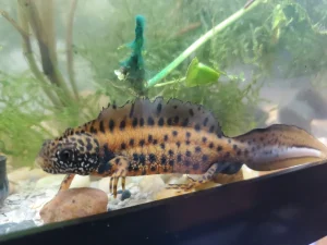 Danube Crested Newt For Sale