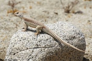 Desert Iguana For Sale