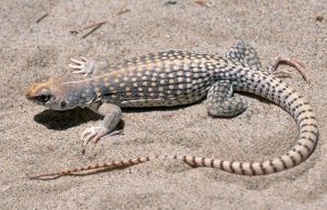 Desert Iguana For Sale