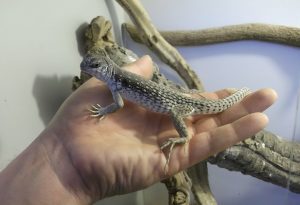 Desert Iguana For Sale