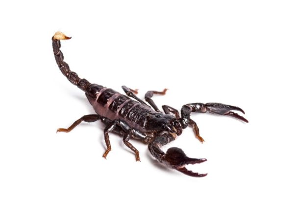 Dictator Scorpion For Sale