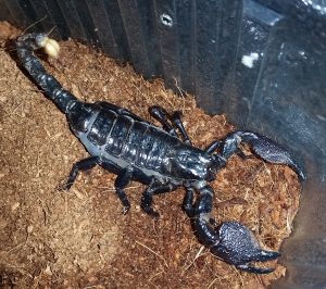 Dictator Scorpion For Sale