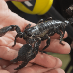 Dictator Scorpion For Sale