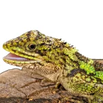 Dragon Agama For Sale