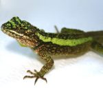 Dragon Agama For Sale