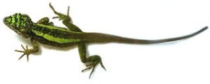 Dragon Agama For Sale