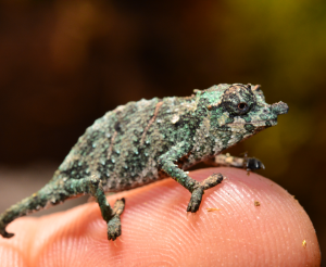 Dwarf Fischers Chameleon for Sale