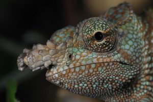 Dwarf Fischers Chameleon for Sale