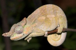 Dwarf Fischers Chameleon for Sale