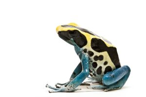 Dyeing Poison Dart Frog For Sale