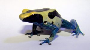 Dyeing Poison Dart Frog For Sale