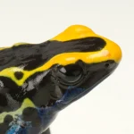 Dyeing Poison Dart Frog For Sale